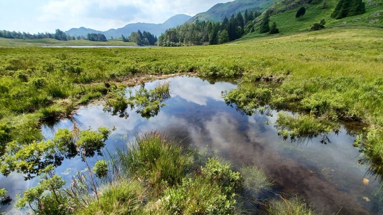 A new pool has formed as a result of the wetland restoration at Blea Tarn, Little Langdale.